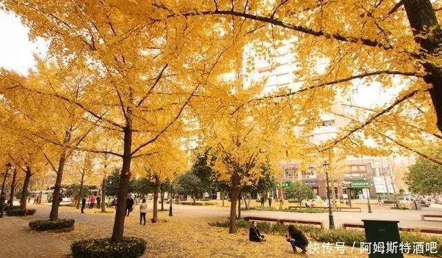 今天的武夷路不但美丽,而且“动听”!