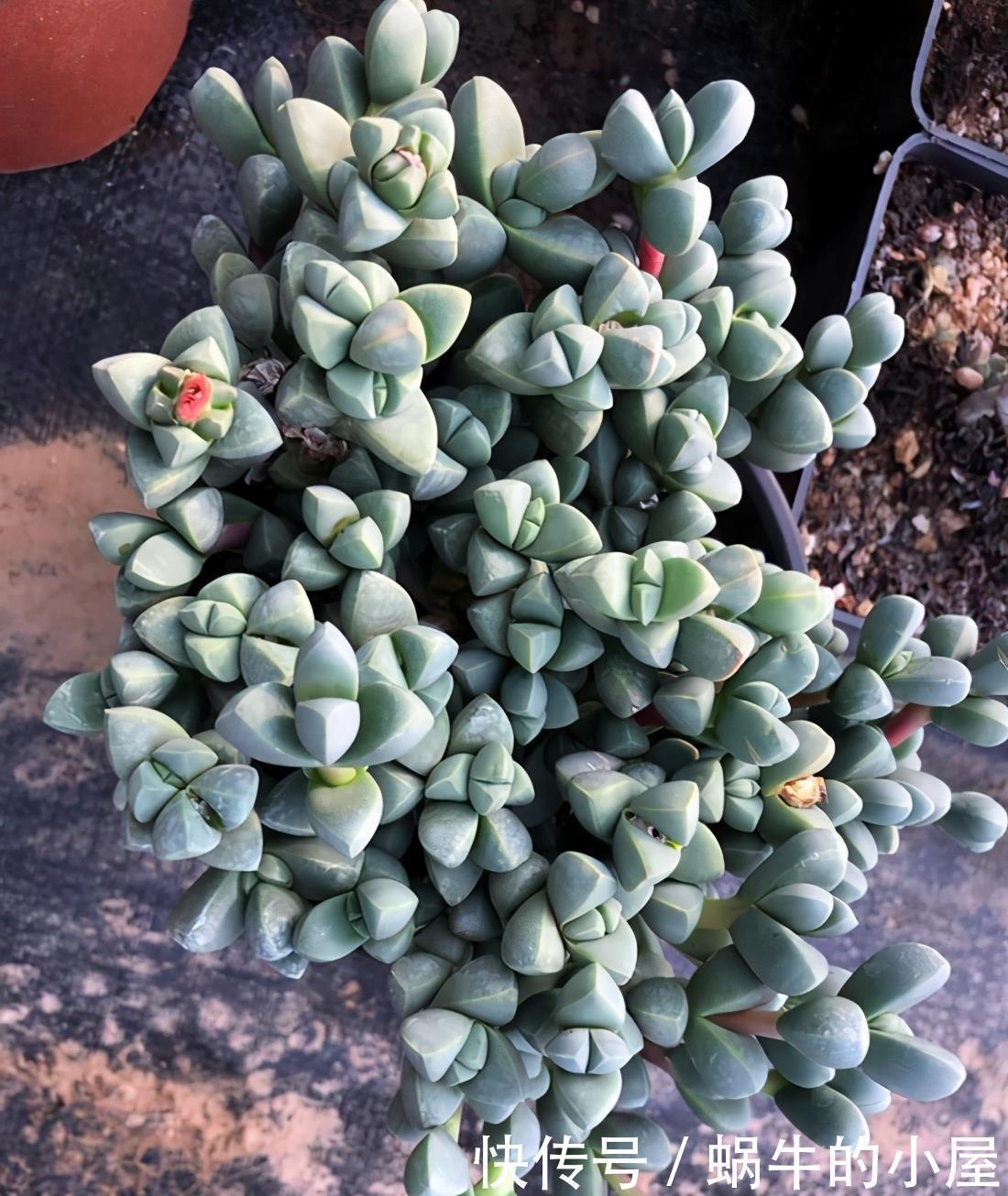 阳台上|如何快速养成鹿角海棠,学会这几点就好