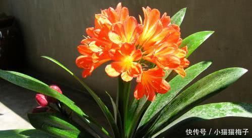 肥沃|什么营养液都不如“它”，土里埋一勺，盆土变肥沃，啥花都“茂盛”