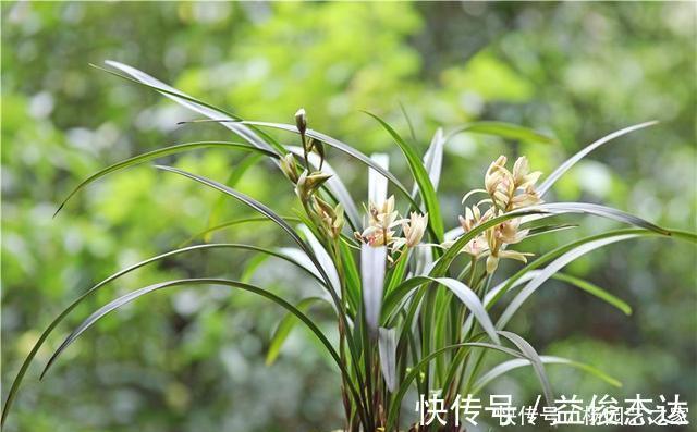 养兰花“2懒1勤”别守规矩,新芽冒不停,花箭半米高