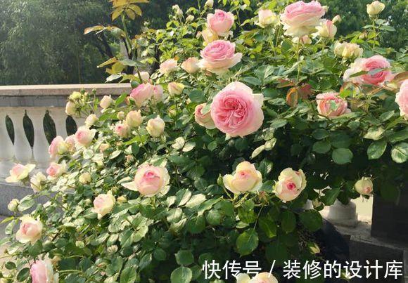 叶绿花艳|月季这样养，花开越多，花朵越大，花苞挂满枝头