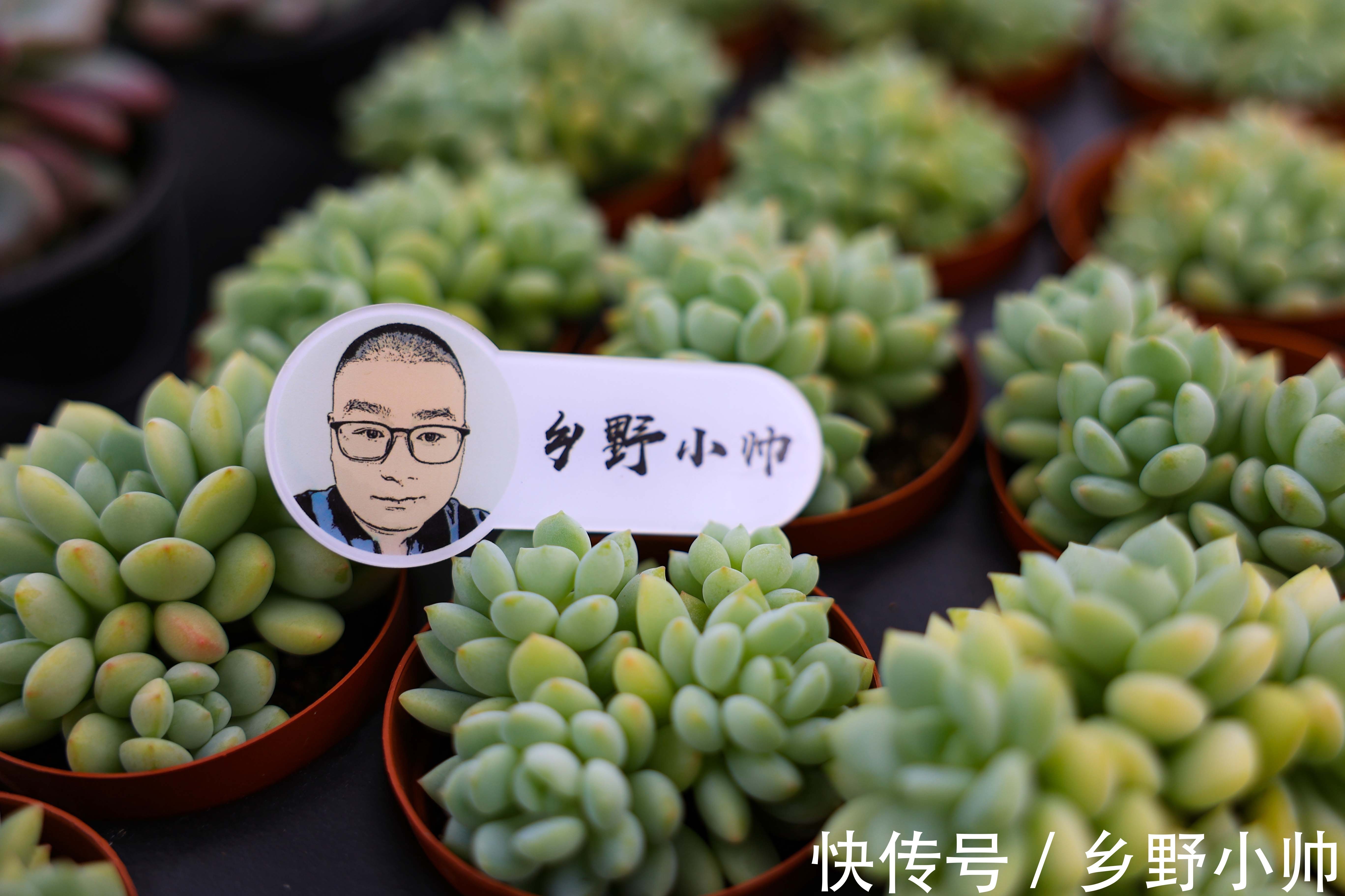 景天科|玉如意、赫拉,一看就贵气满满的多肉,皮实好养,好奇心满满