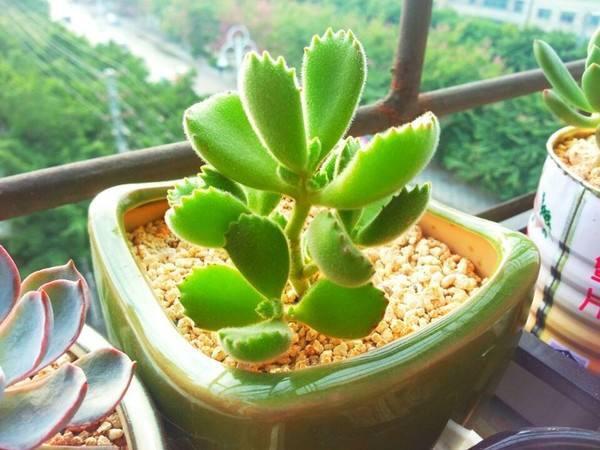 夏天养多肉,除了浇水、光照,有“一点”更重要,叶片美、状态好