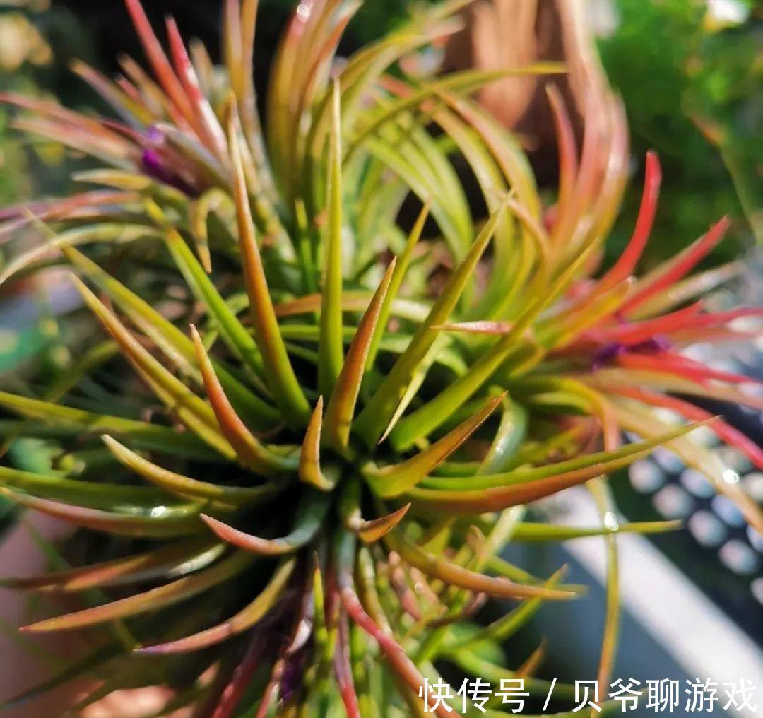 常春藤|9种流行“网红花”,挂起来更漂亮,串串花墙,垂下2米长