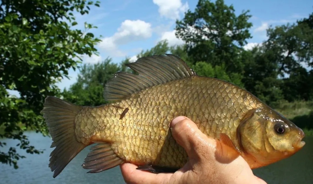 钓友无私分享秋季野钓看天气秘诀,让你渔获倍增!扬杆必中!