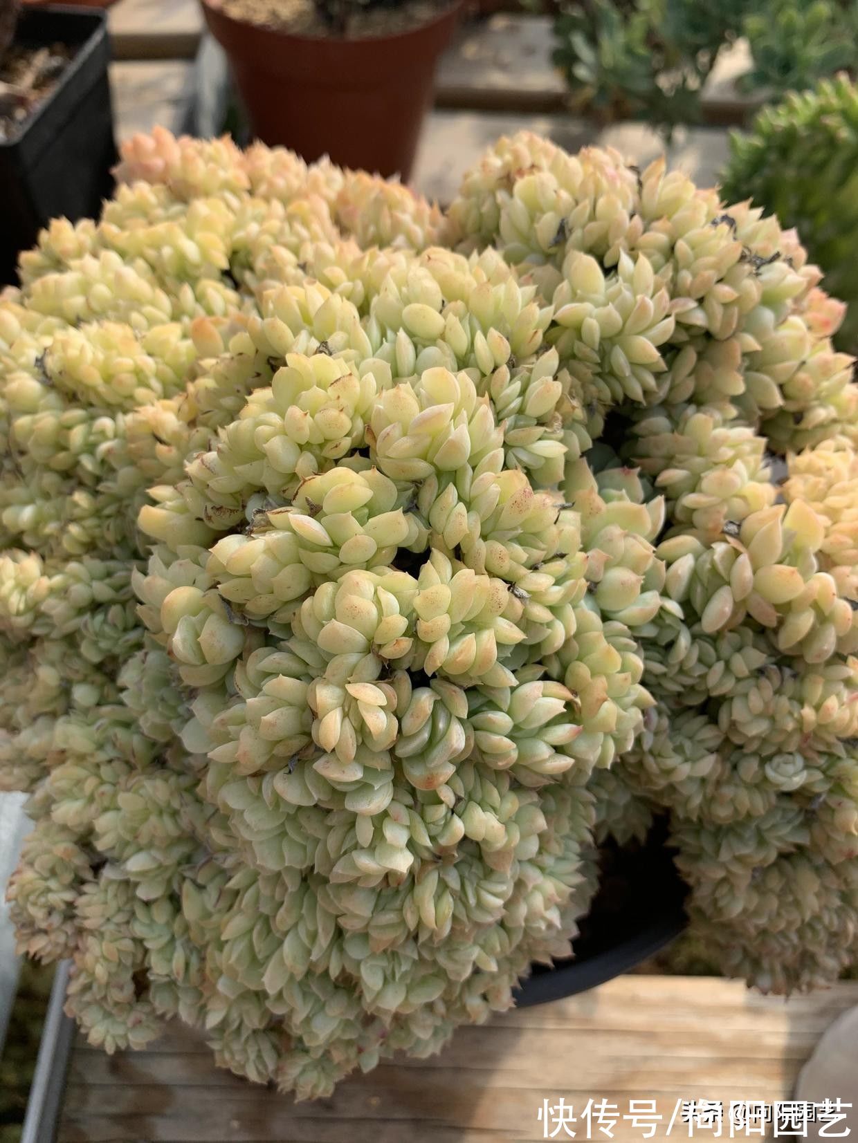 家庭养多肉,不要用颗粒土,泥炭土很实用,浇1次水顶1个月