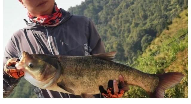 浮漂|手竿钓鲢鳙,你不知道的5个小知识,对提升鱼获很有帮助