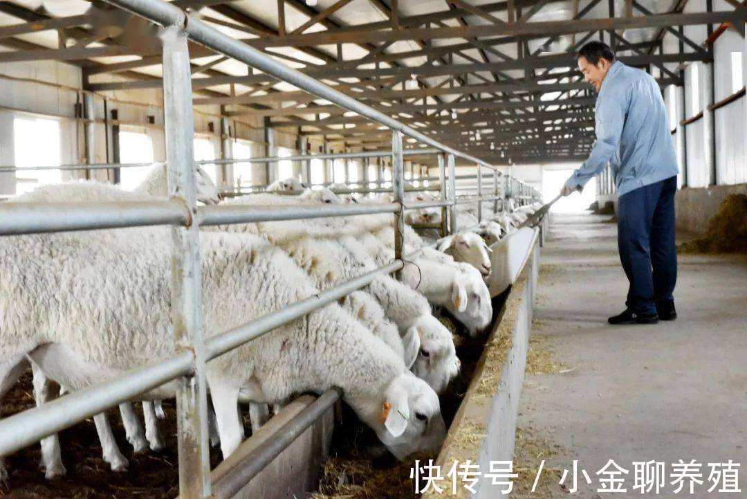 瘤胃|羊瘤胃积食怎么治疗?羊瘤胃积食快速解决方法,学会了很有用