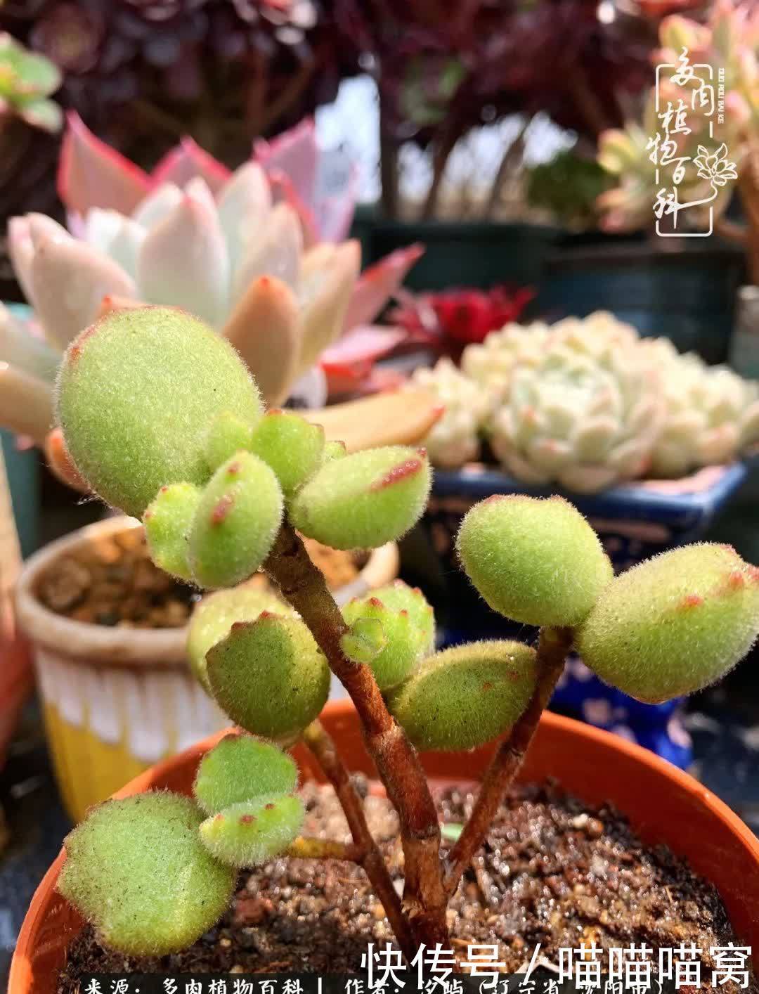 美杜莎|偶然相遇多肉,却成为心中挚爱!