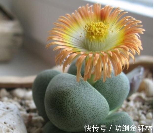 生石花|4种福运花,好养开花漂亮,一开就是300天,你养了吗