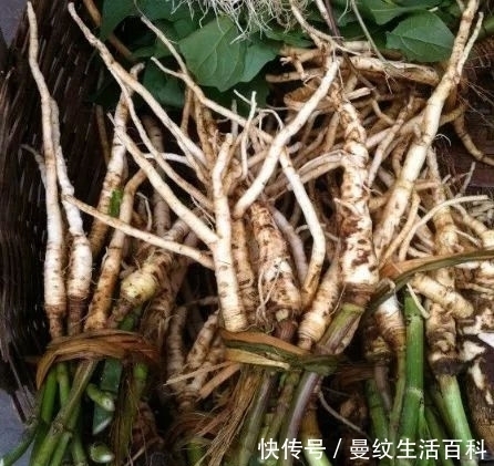 叶子像芋头,被人们称为“白草根”的野草,在老中医眼里是宝!