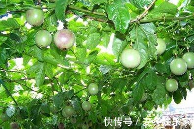 西番莲|西番莲消炎止痛、降脂降压，掌握三点，种出优质高产的西番莲来