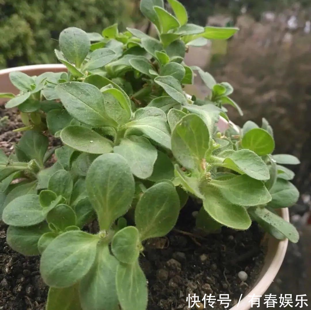 现在养花要重剪,剃光头,撸光叶,越狠越爆盆