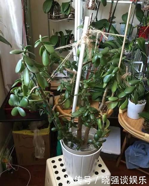 大腿|养了20年的玉树,杆子比大腿还粗,满树白花跟下雪了一样