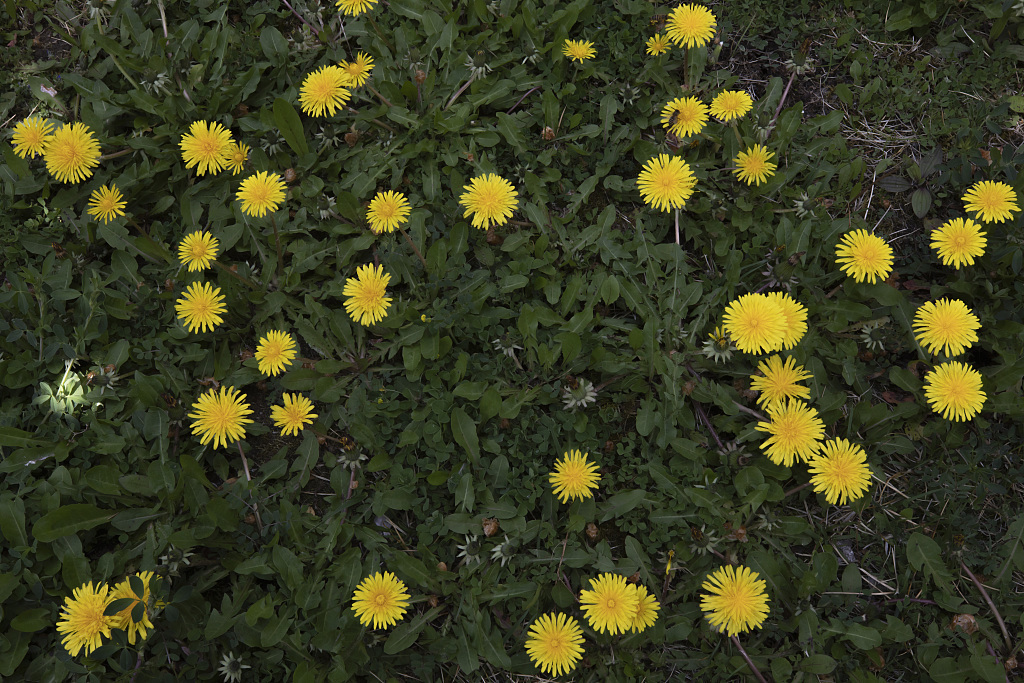口臭|蒲公英和此物搭配在一起,仅需7天,肾变强了,口臭没了肝更干净