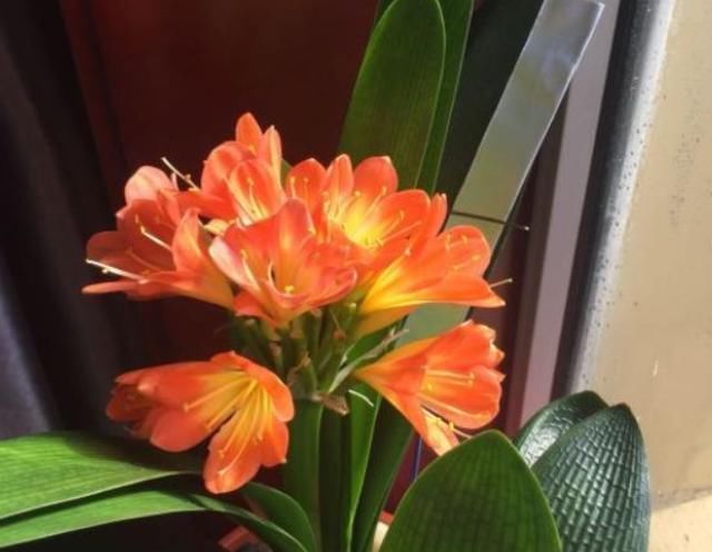 家庭盆栽君子兰,掌握“浇水”小窍门,不干根不烂根,越长越旺