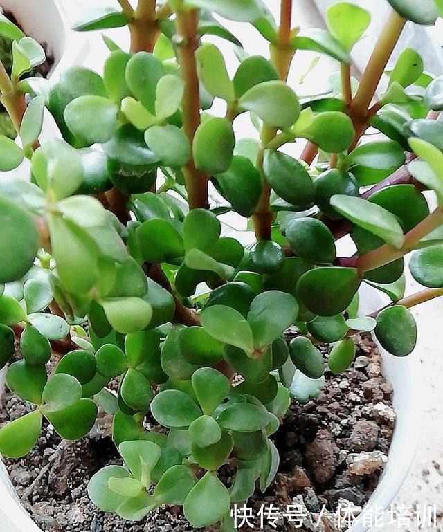 金枝玉叶怎么浇水这些注意事项要牢记,马虎了很容易出现烂根!