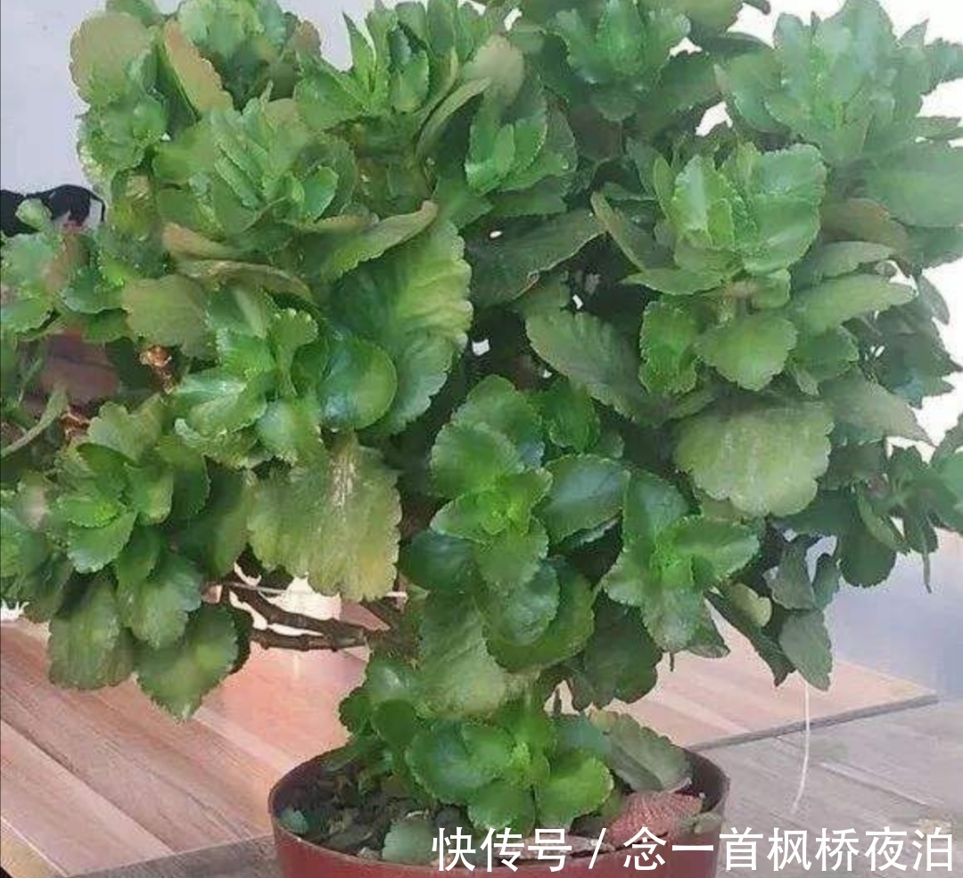 长寿花枝条太乱,秋天剪一剪,补上“1种肥”,呼呼冒花苞