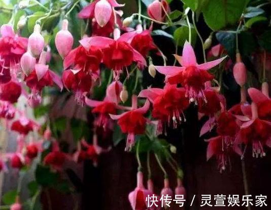 小花园|阳台想要成“花园”，就养3种花，叶少花儿多，一年四季不断花