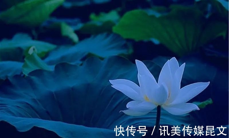 月色|荷花 明艳,十首有关荷花与月色的诗词,在月光里流溢荷香