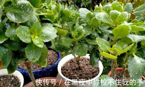 秋天到长寿花“撒欢长”，教你3个窍门，摁住枝条，长花苞