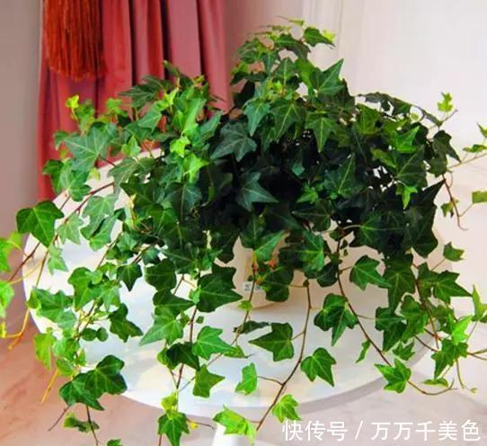 粉尘|此3种花养家里,粉尘、病菌减少一半,第2种专门吃蚊子