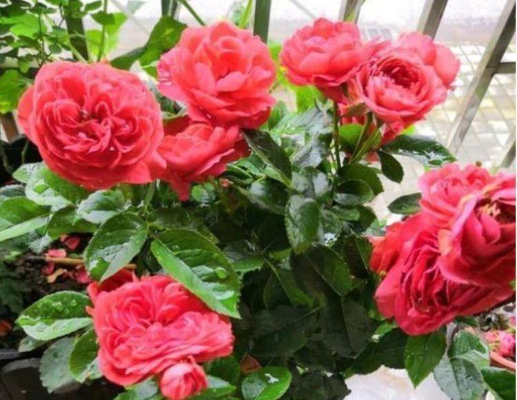 几款花超漂亮的,沾土就活,颜色多样,绚丽多彩,花量超大的