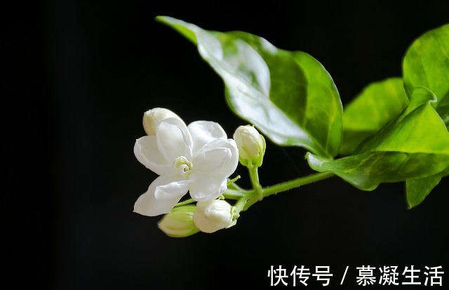 吃法|68种野菜图片，教你认识不同的野菜和吃法，你想要的野菜这里都有