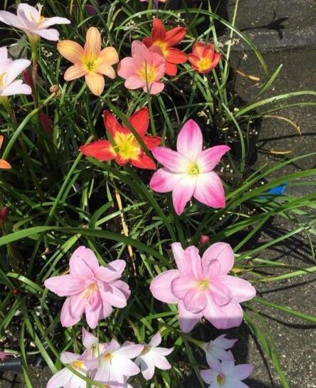 养“风雨兰”，有3个小技巧，一月能开几茬花，次次开爆盆！