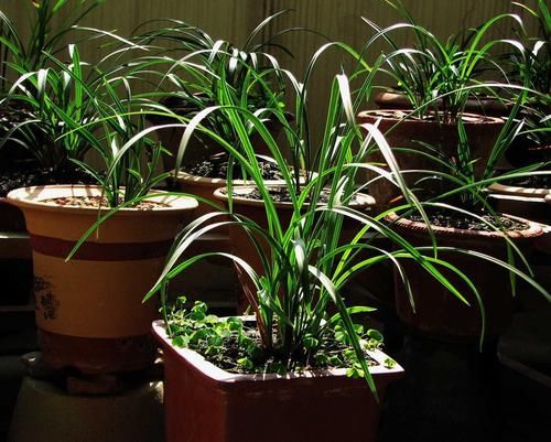 养兰花,有技巧,4个“基本”不能少,根系健康,花箭窜的高