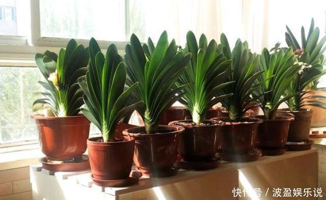 三角梅|君子兰长成“丑八怪”,就是叶子不听话,这几点一定要做好