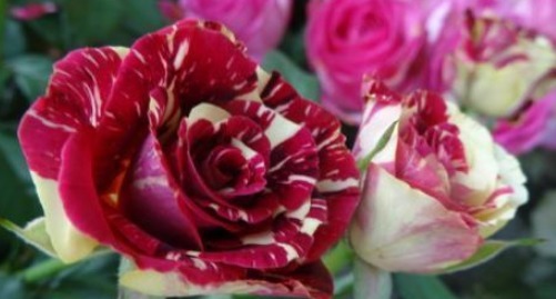 三个品种的月季花,不仅花瓣上有漂亮的花纹,而且养护方法简单