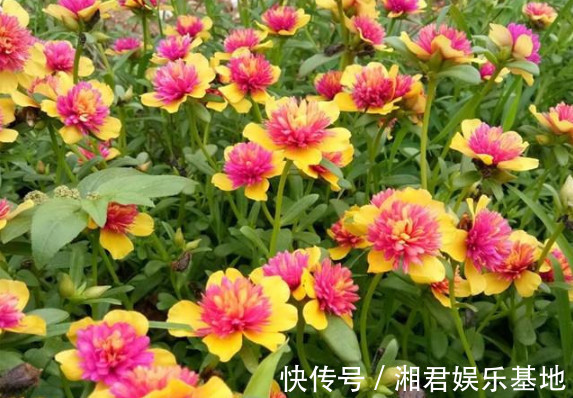 枝条|1种花“了不起”,今天扦插,明天就生根,好养漂亮,比牡丹还美