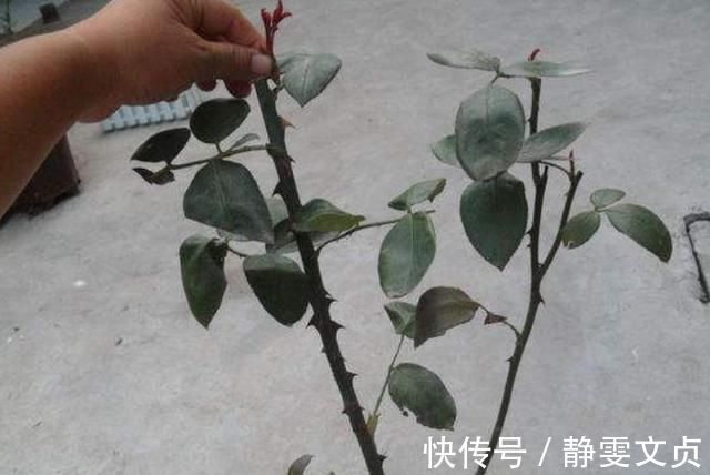 长寿花|这样剪几刀,枯萎的花立马冒新芽,10天就能蹭蹭开花