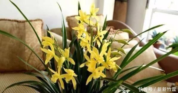 这种花,比茶花漂亮,比茉莉还香,年头开到年尾,比君子兰强多了