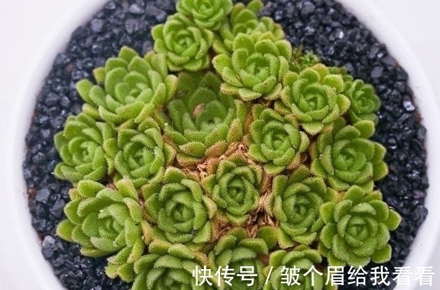 喜欢玫瑰花型多肉植物,就养一盆小野玫瑰,做好3点变成手捧花