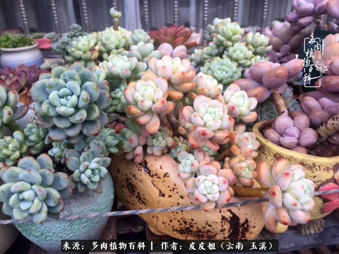 秋黄|柴米油盐的日子,养几盆多肉吧,为生活添几抹色彩!