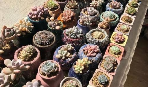 多肉植物|多肉,懒人花友的“心头好”,上班族的“小萌宠”,好看又好养