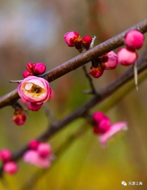 老年|上海这些赏梅地！有空时不如去逛逛爱申活暖心春