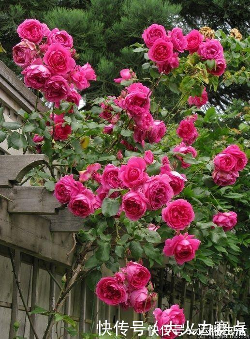 25款勤花又好养的月季品种推荐。新手一定要来一颗,盆栽地栽都行