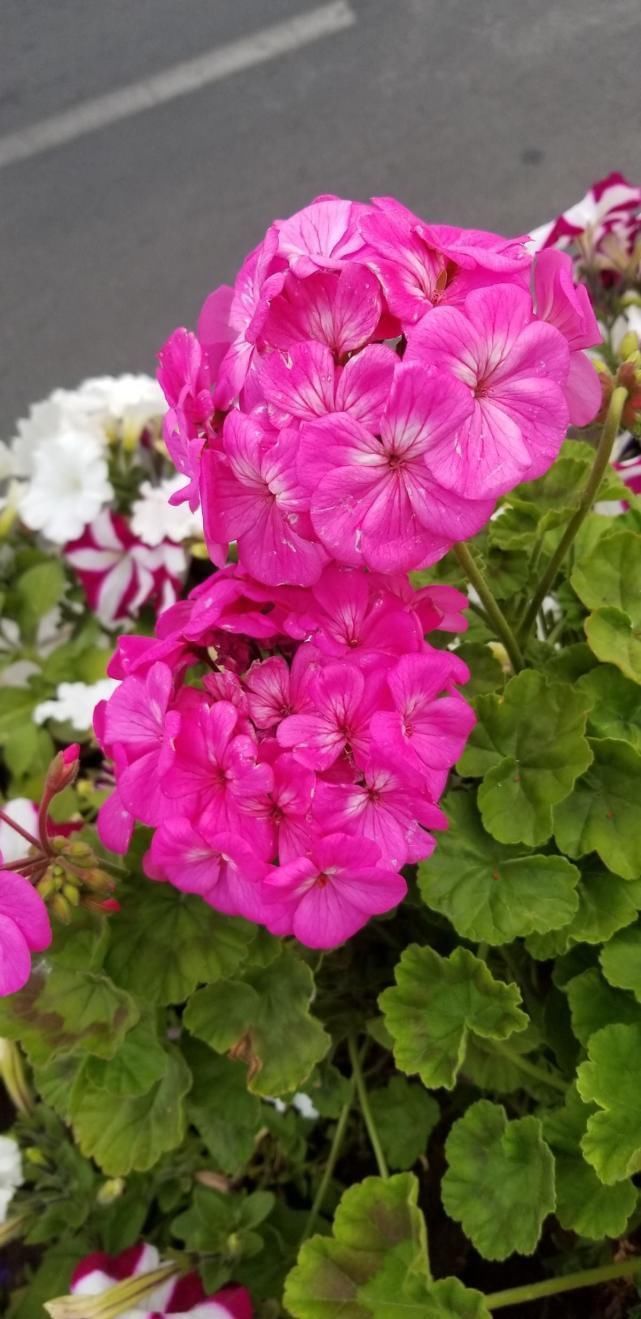 不适合养在室内的花，赶紧搬出去，再漂亮都不要养！