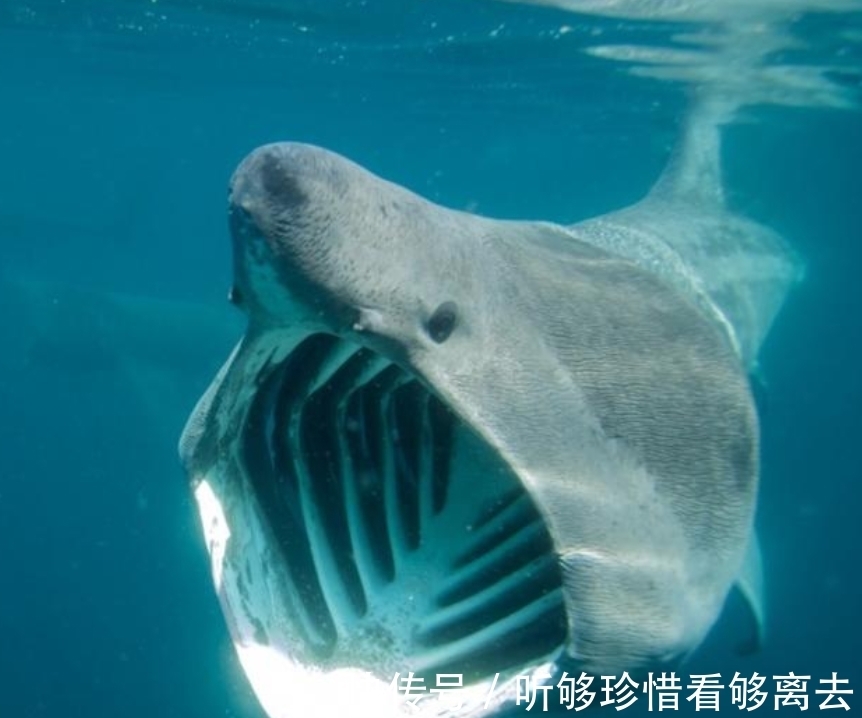 指纹|完全冻结的木蛙,与人类指纹几乎相同的考拉,你不知道的生物知识