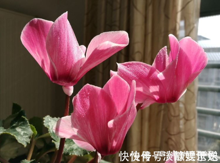 花卉|此木本花卉，一花多色，漂亮似牡丹，花期长，种植容易，值得拥有