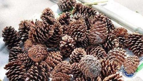 绿植|多捡些松果带回家,一处理埋土里,轻松长成精致的绿植盆景