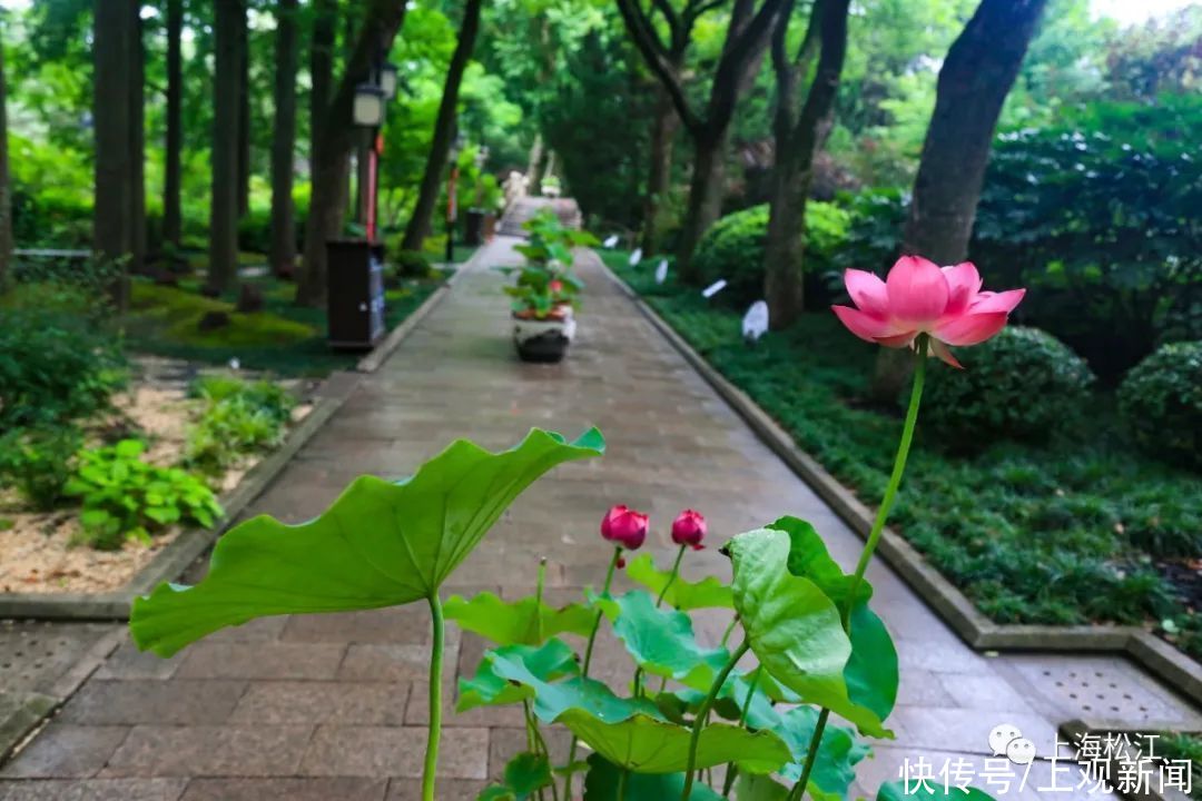 香远益清|一路花香！松江这里赏荷正当时