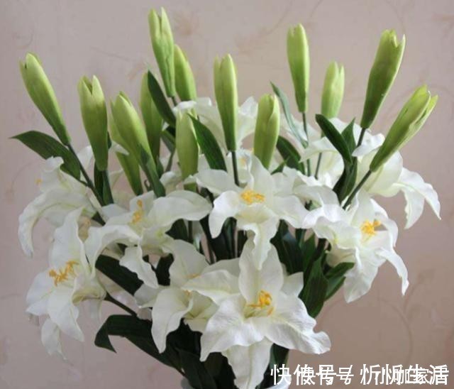 栽培|养花一定要用腐殖土壤栽培吗？不一定，看植物根系