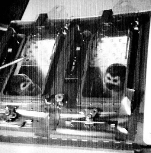 当年被送入到太空的动物们,后来怎么样了?它至今仍在太空漂浮