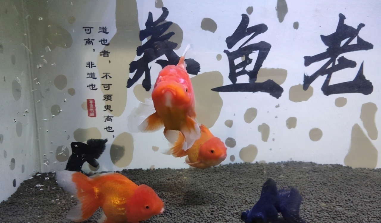 土霉素治疗金鱼水霉病 土霉素治疗金鱼水霉病
