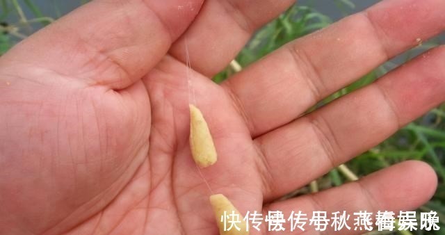 玉米|浅谈双钩的饵料搭配,科学搭配可提高钓鱼效率
