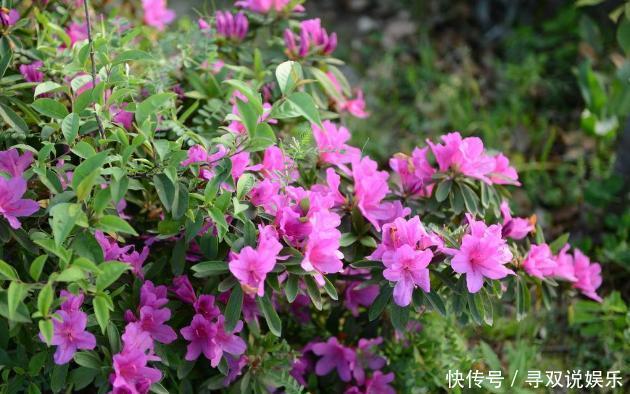 栀子花、杜鹃花“花苞”呼呼掉,都是土壤惹的祸,教你几招能恢复